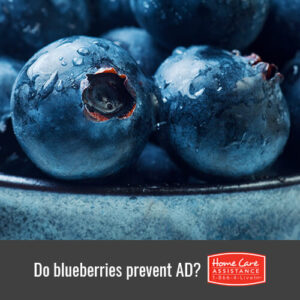 Can Blueberries Prevent the Onset of Alzheimer's in Dallas, TX?