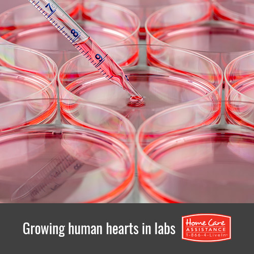 Can Scientists Grow Human Hearts in Laboratories in Dallas, TX?